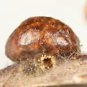 Brasema gemmarii - photo 2