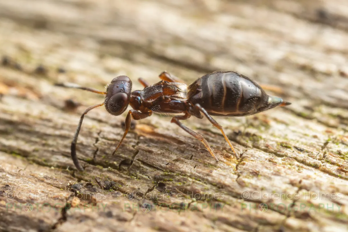 Brasema leucothysana - photo 2