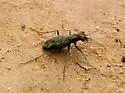Pygmy Tiger Beetle - Brasiella viridisticta