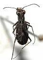Pygmy Tiger Beetle - photo 2