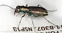 Pygmy Tiger Beetle - photo 3