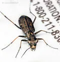 Pygmy Tiger Beetle - photo 4