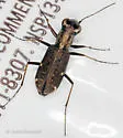 Pygmy Tiger Beetle - photo 5