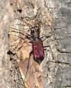 Sonoran Tiger Beetle