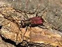 Sonoran Tiger Beetle - photo 2