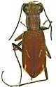 Sonoran Tiger Beetle - photo 3