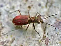 Sonoran Tiger Beetle - photo 4