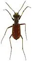Sonoran Tiger Beetle - photo 5