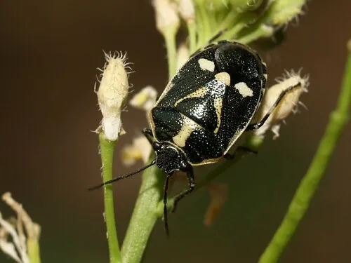 Brassica Shieldbug