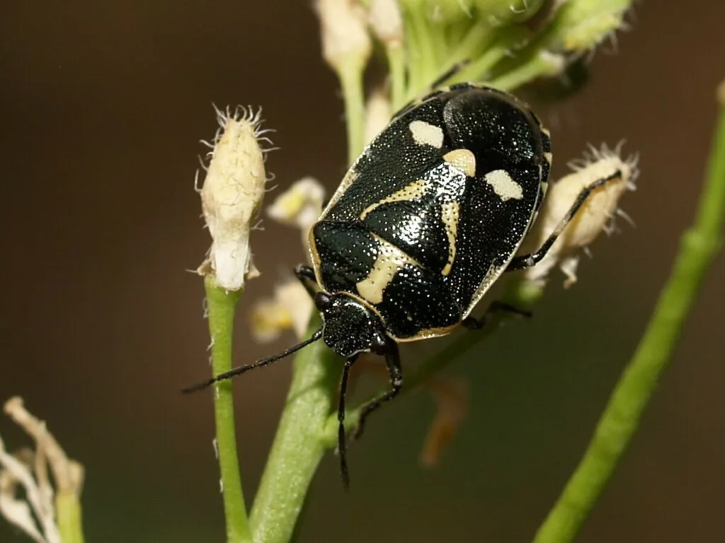 Brassica Shieldbug - photo 2