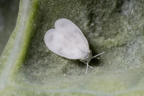 Brassica Whitefly