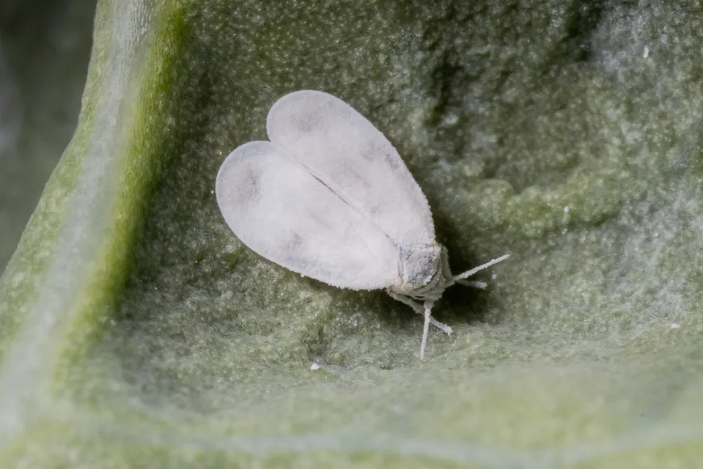Brassica Whitefly - photo 2