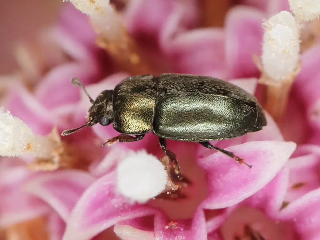 Common Pollen Beetle