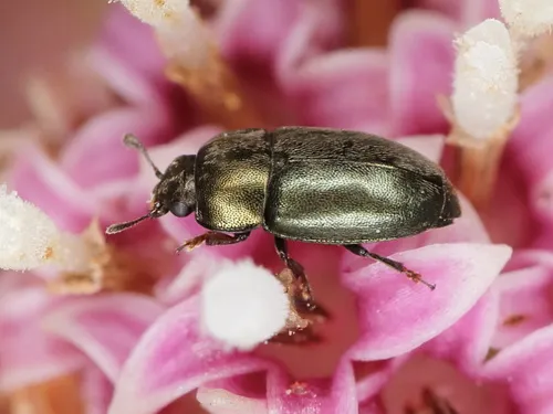 Common Pollen Beetle - photo 3