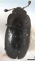 Brassicogethes cleominis
