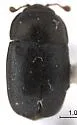 Brassicogethes cleominis - photo 2
