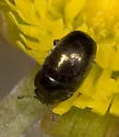 Brassicogethes simplipes - Brassicogethes simplipes