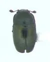 Brassicogethes simplipes - photo 2