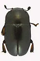 Brassicogethes simplipes - photo 4