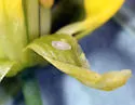 Brassicogethes viridescens - photo 3