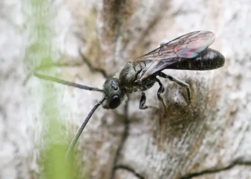 Brassy Mining Bee