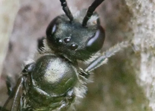 Brassy Mining Bee - photo 2
