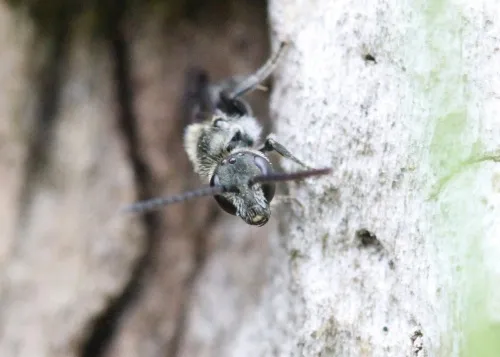 Brassy Mining Bee - photo 3