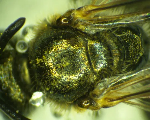 Brassy Mining Bee - photo 4