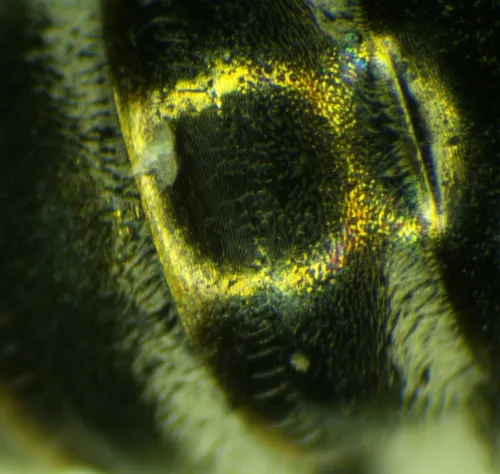 Brassy Mining Bee - photo 5
