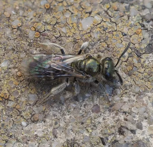Brassy Mining Bee - photo 6
