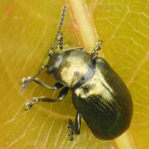 Brassy Willow Beetle