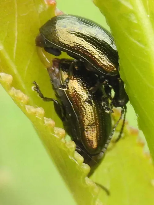 Brassy Willow Beetle - photo 2