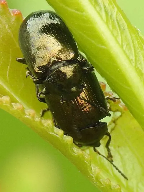 Brassy Willow Beetle - photo 3