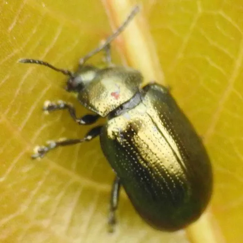 Brassy Willow Beetle - photo 4