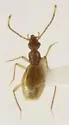 Brathinus borealis