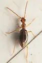 Brathinus californicus