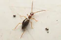 Brathinus californicus - photo 2