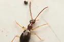 Brathinus californicus - photo 3