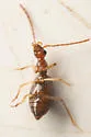 Brathinus californicus - photo 4