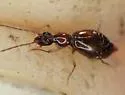 Brathinus nitidus - photo 2
