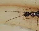 Brathinus nitidus - photo 3