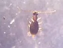 Brathinus nitidus - photo 4