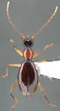 Brathinus nitidus - photo 5