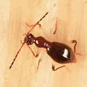Brathinus varicornis - photo 2