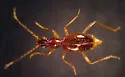 Brathinus varicornis - photo 3