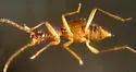 Brathinus varicornis - photo 4