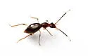 Brathinus varicornis - photo 5
