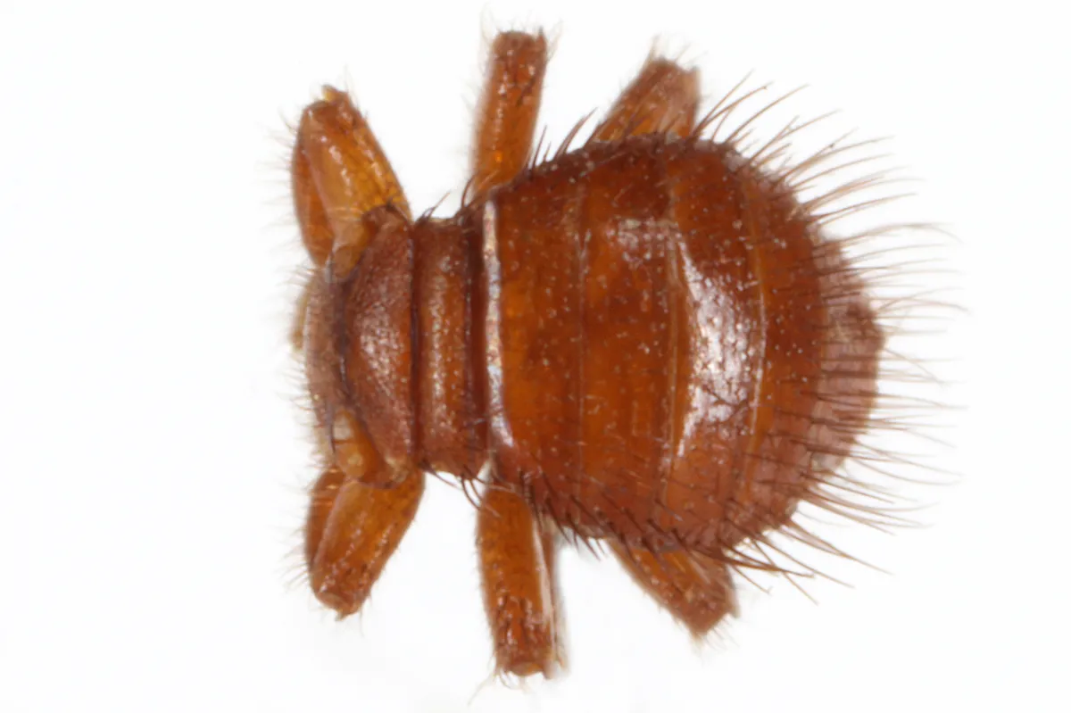 Bee Louse - Braula coeca