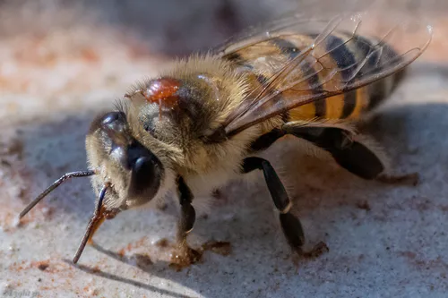 Bee lice - Braulidae