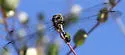 Pale-faced Clubskimmer - photo 5
